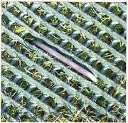 Turf Staples 500 Count