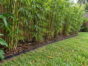 Bamboo barrier edging containing a bamboo hedge along a backyard fence and lawn
