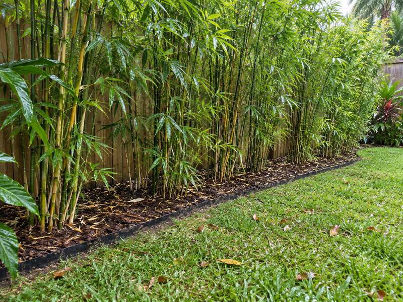 Bamboo barrier edging containing a bamboo hedge along a backyard fence and lawn
