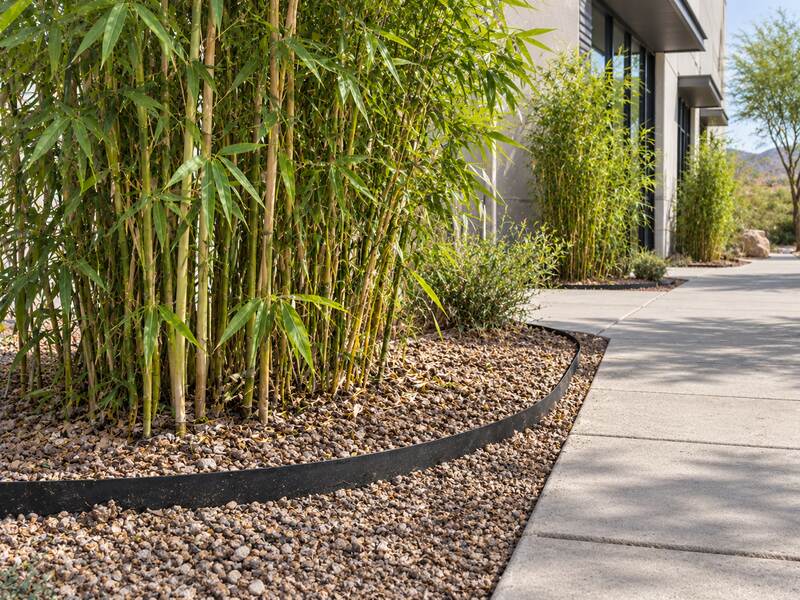 Bamboo barrier edging containing bamboo plantings along a commercial office walkway
