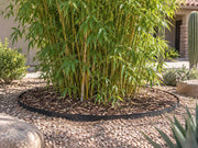 Bamboo grove contained by a metal bamboo barrier in a desert front yard planting bed
