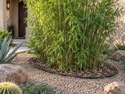 Bamboo barrier edging containing a bamboo grove at a desert home front entrance
