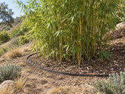Bamboo barrier edging containing a bamboo grove on a rural hillside property
