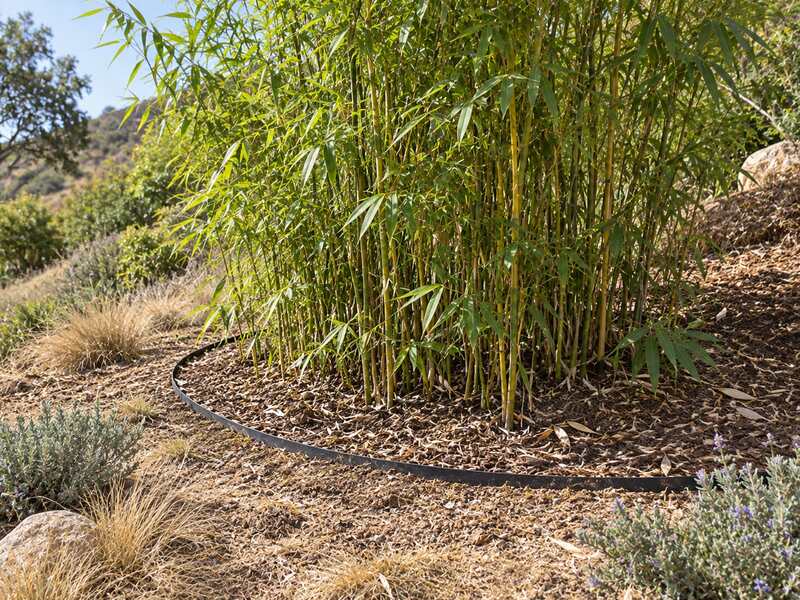 Bamboo barrier edging containing a bamboo grove on a rural hillside property

