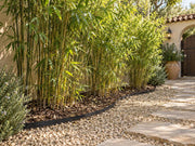 Bamboo barrier edging lining a bamboo hedge along a Mediterranean-style courtyard path
