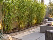 Bamboo barrier edging lining a bamboo hedge beside a modern patio and fire pit
