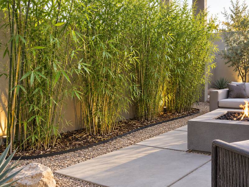 Bamboo barrier edging lining a bamboo hedge beside a modern patio and fire pit
