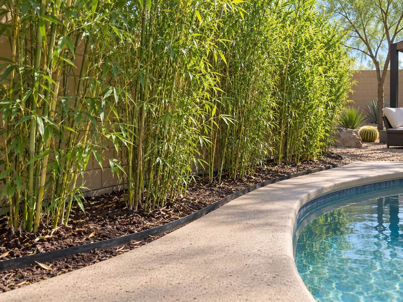 Bamboo barrier edging containing a bamboo hedge along a desert backyard pool
