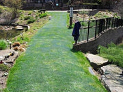 Grass reinforcement mesh installed as a reinforced turf path through a landscaped garden
