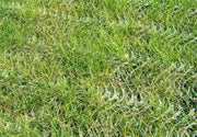 Lush green grass growing thickly through Keep-It-Green grass protection mesh
