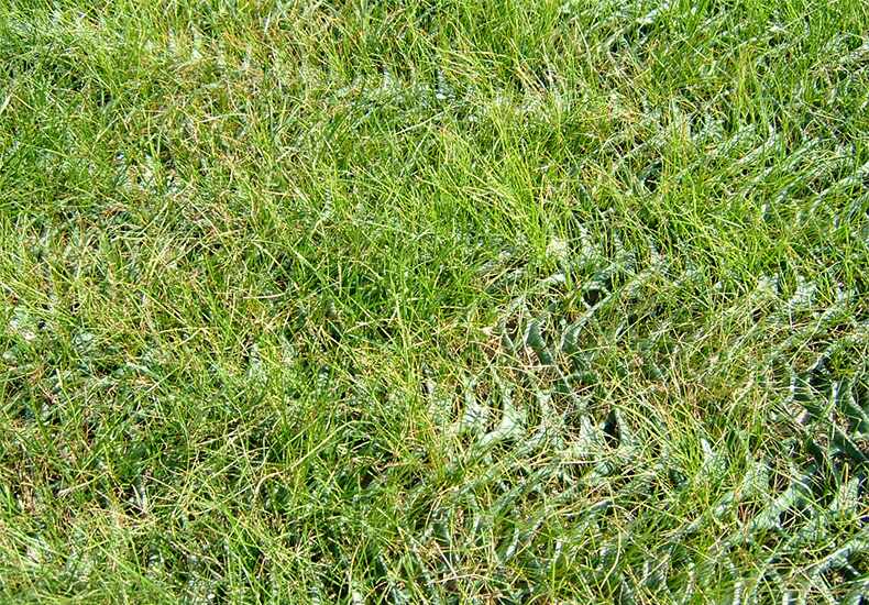 Lush green grass growing thickly through Keep-It-Green grass protection mesh

