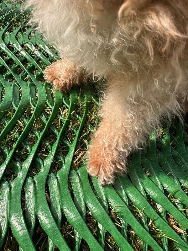 Close-up of a dog's paws walking across Mudstop grass protection mesh

