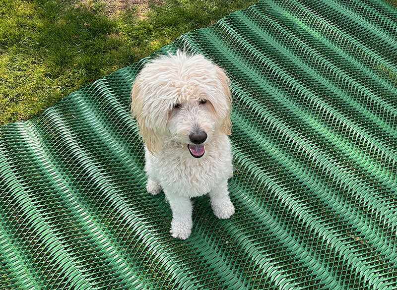 Dog sitting on a lawn reinforced with Mudstop grass protection mesh
