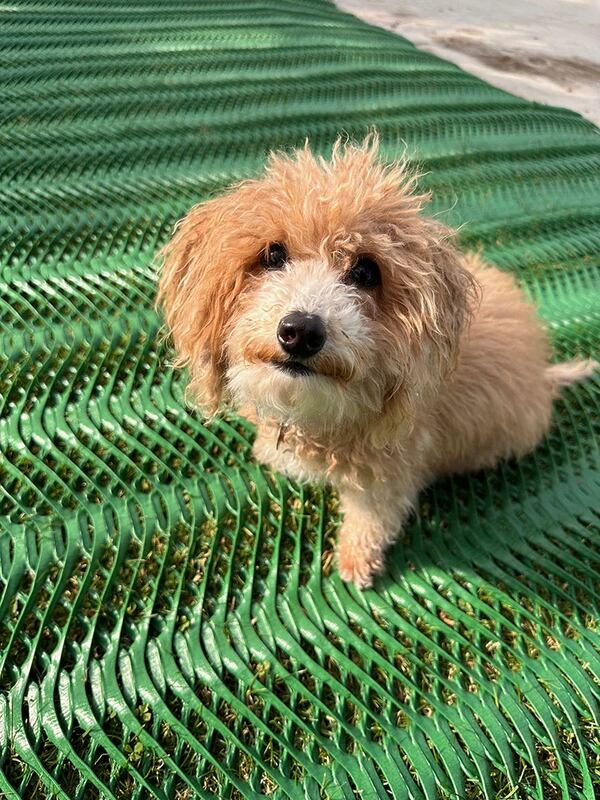 Puppy sitting on a lawn area reinforced with Mudstop grass protection mesh
