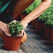 Potted nursery plants being placed on woven ground cover fabric to suppress weeds
