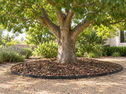 Tree root barrier edging a mulched bed beneath a camphor tree near a home entrance
