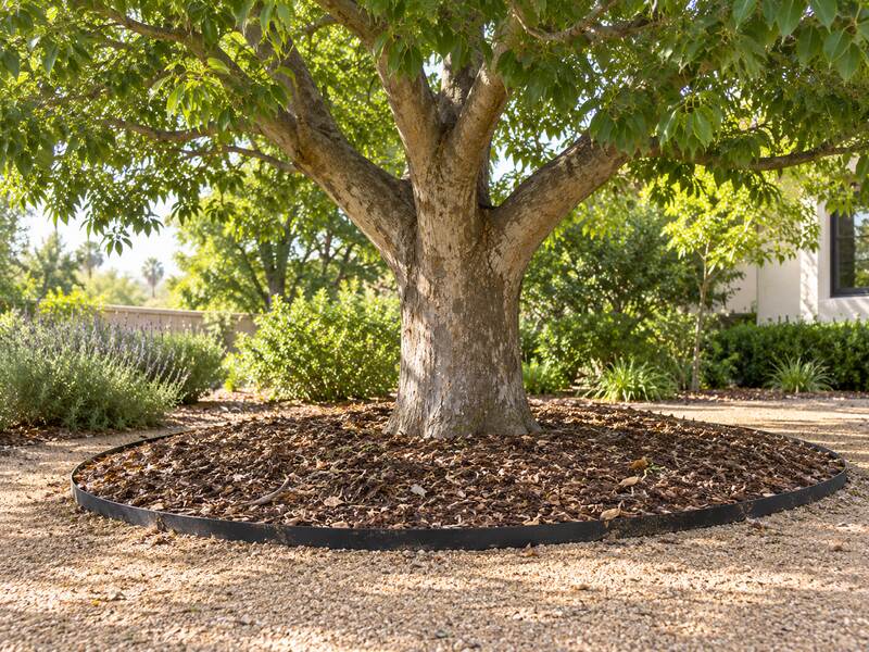 Tree root barrier edging a mulched bed beneath a camphor tree near a home entrance
