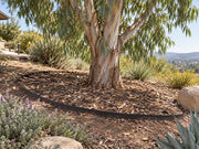 Tree root barrier ring around a eucalyptus tree on a hillside landscape
