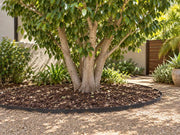 Tree root barrier edging a mulched bed beneath a ficus tree in a courtyard
