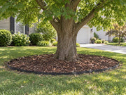 Tree root barrier ring around a maple tree in a front yard near the driveway
