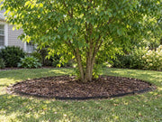 Tree root barrier ring around a mulberry tree in a backyard lawn

