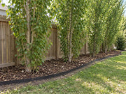 Tree root barrier lining a row of poplar trees along a backyard fence
