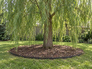 Tree root barrier edging a mulched bed beneath a weeping willow in a backyard lawn
