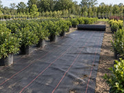 Roll of woven ground cover fabric unrolled along a tree and shrub nursery row
