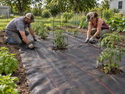 Couple installing woven ground cover fabric between rows of tomato plants in a vegetable garden
