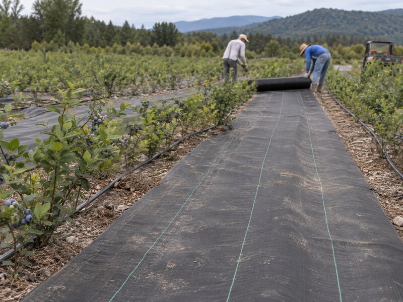 Workers rolling out weed barrier fabric between rows of blueberry bushes on a farm
