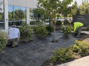 Landscape crew installing weed barrier fabric around trees and shrubs at a commercial building entrance
