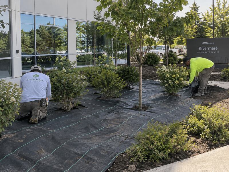 Landscape crew installing weed barrier fabric around trees and shrubs at a commercial building entrance
