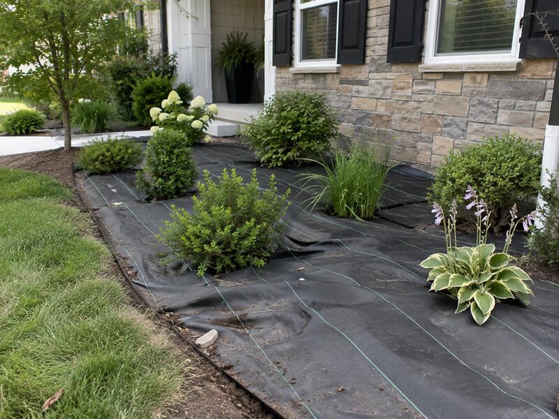 Weed barrier fabric installed around shrubs and flowers in a front yard foundation planting bed
