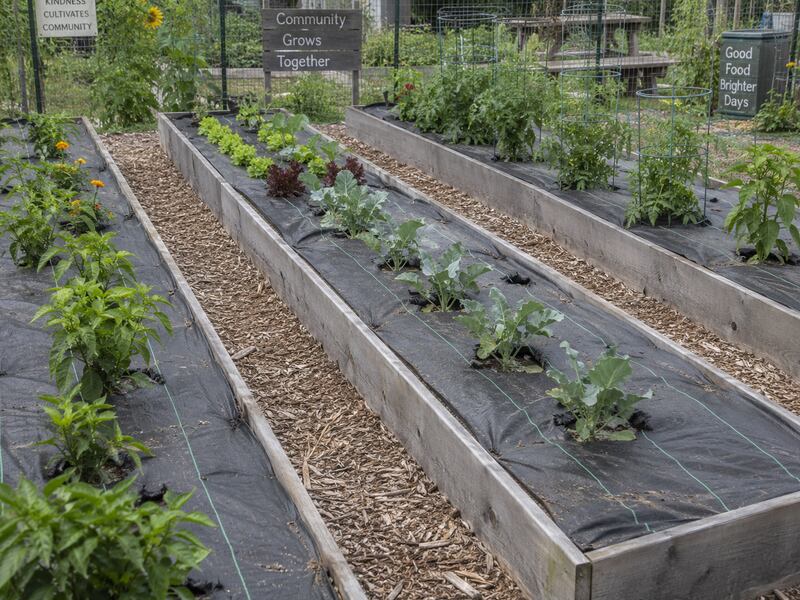 Weed barrier fabric lining the walkways of a community raised bed vegetable garden

