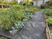 Weed barrier fabric lining the path between raised bed vegetable gardens with tomatoes and broccoli
