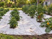 White ground cover fabric installed in a backyard vegetable garden with tomatoes and peppers
