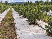 White ground cover fabric laid between rows of blueberry bushes on a farm
