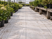 White ground cover fabric lining a greenhouse aisle between rows of potted hydrangeas
