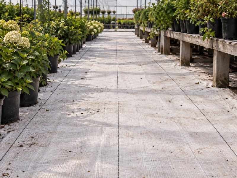 White ground cover fabric lining a greenhouse aisle between rows of potted hydrangeas
