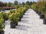 White ground cover fabric lining a nursery aisle between rows of potted flowering shrubs
