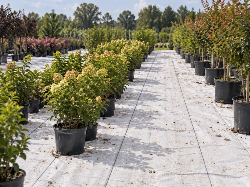 White ground cover fabric lining a nursery aisle between rows of potted flowering shrubs
