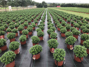 Rows of potted mums growing on woven ground cover fabric at a commercial growing operation
