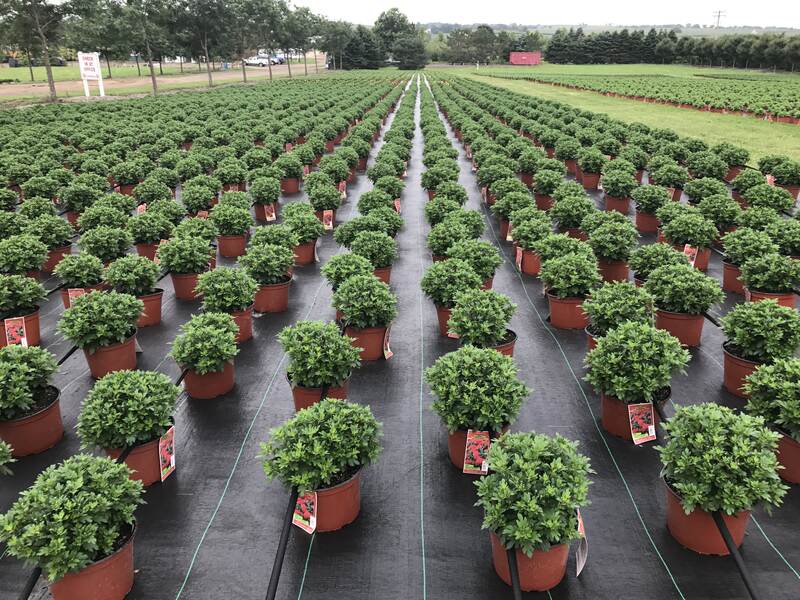 Rows of potted mums growing on woven ground cover fabric at a commercial growing operation
