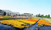 Rows of potted marigolds growing on woven ground cover fabric at a commercial nursery
