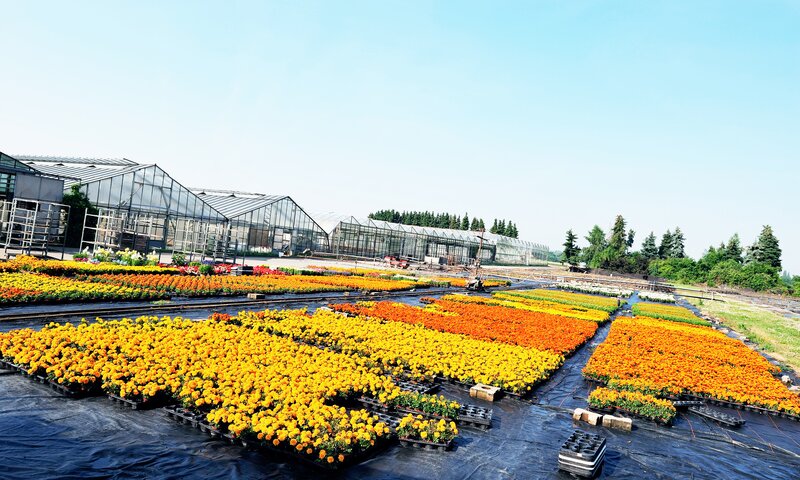 Rows of potted marigolds growing on woven ground cover fabric at a commercial nursery
