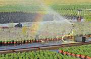 Nursery potted lavender and shrubs on woven ground cover fabric being watered by an overhead sprinkler

