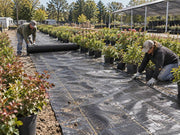 Nursery workers rolling out woven ground cover fabric between rows of potted shrubs
