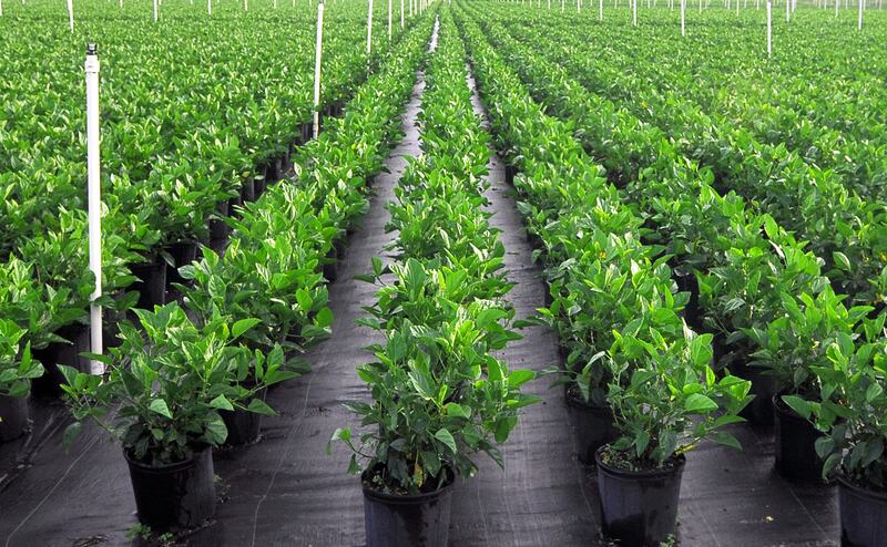 Rows of potted nursery shrubs growing on woven ground cover fabric between irrigation stakes
