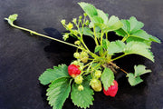 Close-up of a strawberry plant with ripe berries resting on woven ground cover fabric
