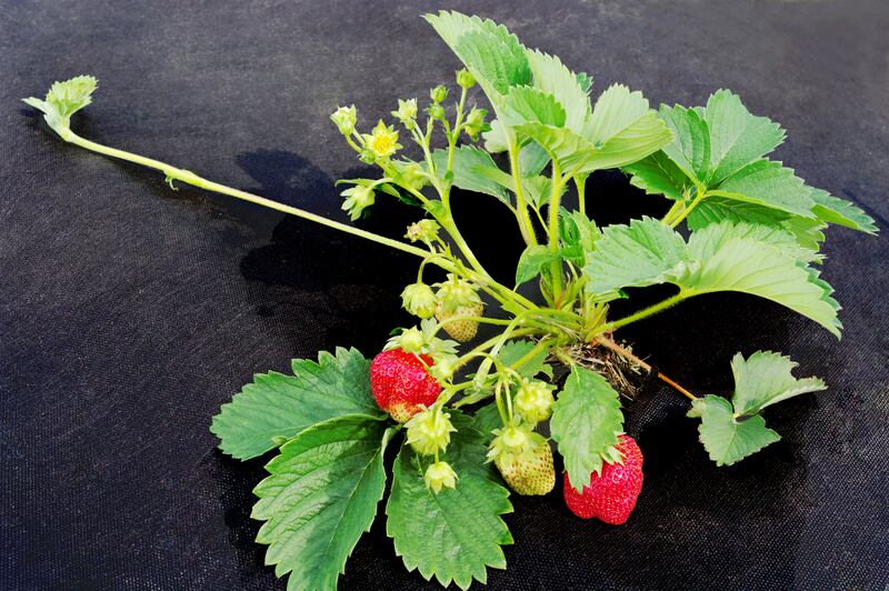 Close-up of a strawberry plant with ripe berries resting on woven ground cover fabric

